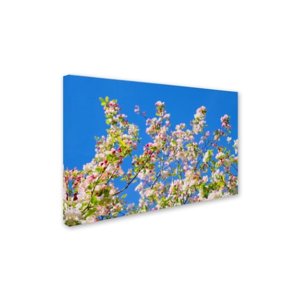 Cora Niele 'Spring Apple Blossom' Canvas Art,30x47